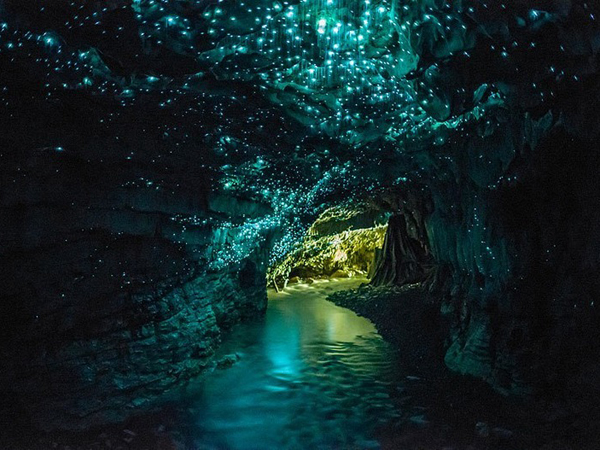 Rahasia Dibalik Langit-langit Goa Waitomo yang Bercahaya